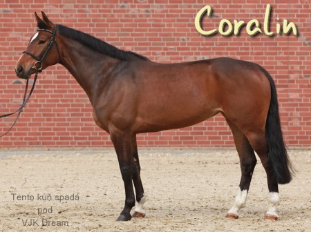 Coralin 1