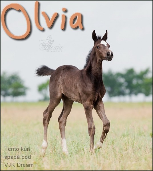 Olvia 2