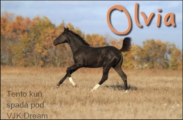 Olvia 3