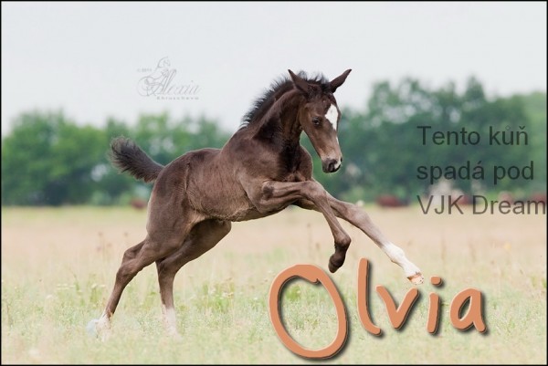 Olvia 4